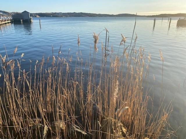 Mycket trevlig stuga på Brännö med havsutsikt Branno Exteriör bild